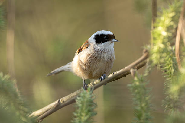 istock Eurassian Penduline Tit 2212051362