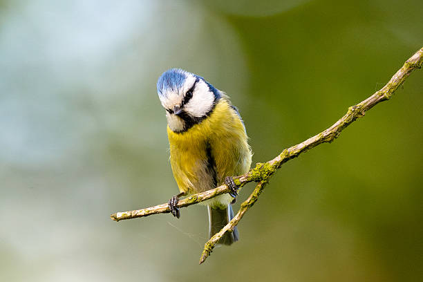 istock Eurasian Blue Tit Sitting On Tree 2212051466
