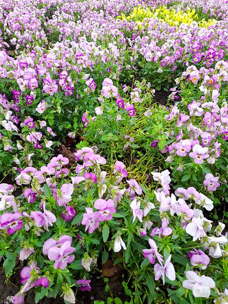 istock Pink Viola flowers close up. 2212051783