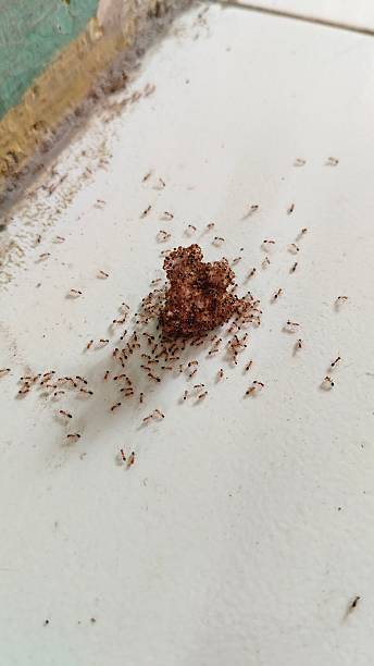 istock red ants swarming around food on the floor 2212052321