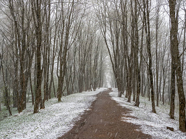 Poor visibility. An alley in a spring park during a sudden snowfall. Snowfall in the spring city Park of Gatchina. Spring landscape.
