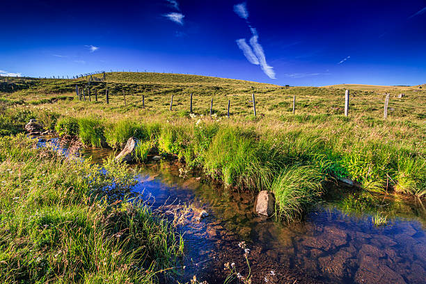 Clean water gently flowing in a small stream surrounded by lush green grass and wild plants, creating a peaceful natural scene