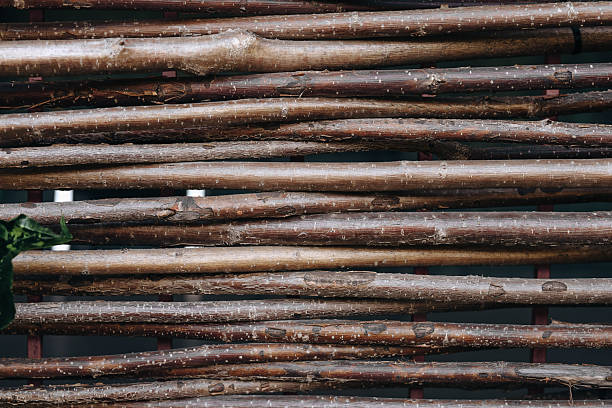 A collection of wooden sticks lays arranged neatly on a surface showcasing their natural textures and colors.