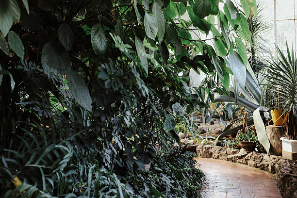 istock Enjoying a peaceful stroll through a lush indoor garden with diverse greenery and vibrant plants 2212054219