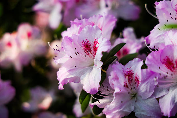 selective focus on blurred background with copy space