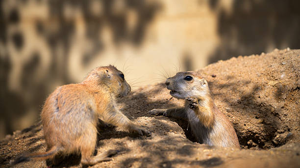 istock Two Prairie Dogs Interacting at a Burrow Entrance 2212054611