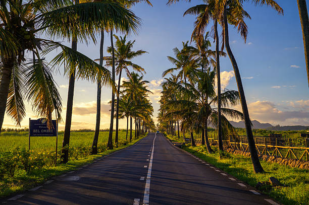 A scenic pathway lined with tall palm trees in a lush tropical garden. The sunlight filters through the leaves, casting soft shadows on the ground and creating a peaceful, inviting atmosphere. This image beautifully captures the elegance and tranquility of tropical landscapes, ideal for travel, nature, and resort-themed concepts.