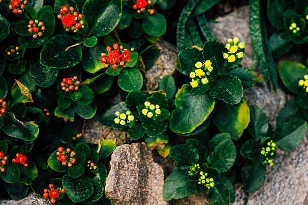 Vibrant groups Kalanchoe of small flowers in red and yellow grow amidst lush green leaves on a rocky surface enjoying sunlight.