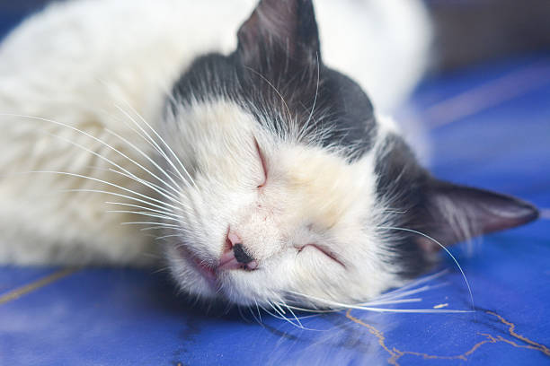 Lazy British Short Hair cat sleeping on a couch in a flat with her face squashed as she is fully relaxed