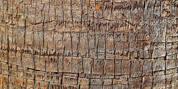Close up of natural palm tree trunk texture background, natural wood patterns and structured rough tropical wooden surface, macro banner for eco-friendly projects and nature themed designs