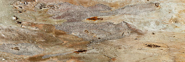 istock Close up of sycamore tree bark texture background showcasing natural wood patterns and Detailed rough grainy wooden surface, macro photo banner for eco-friendly project and nature-themed design 2212055318