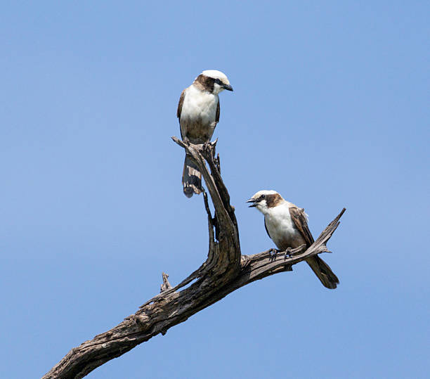 istock The southern white-crowned shrike 2212056436