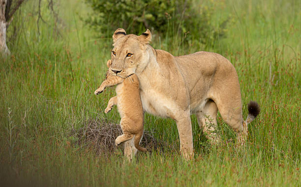 istock Mother lion with cub in her mouth. 2212056447