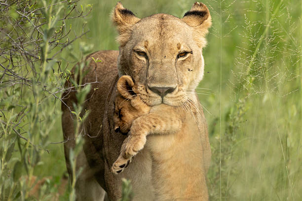 istock Mother lion with cub in her mouth. 2212056491