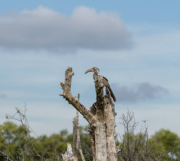 BotswanaThe southern red-billed hornbill (Tockus rufirostris) is a species of hornbill in the family Bucerotidae, which is native to the savannas and dryer bushlands of southern Africa.