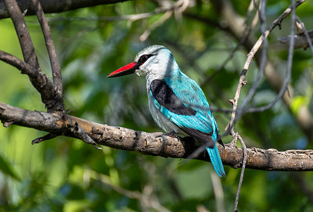 istock Woodland kingfisher 2212056981