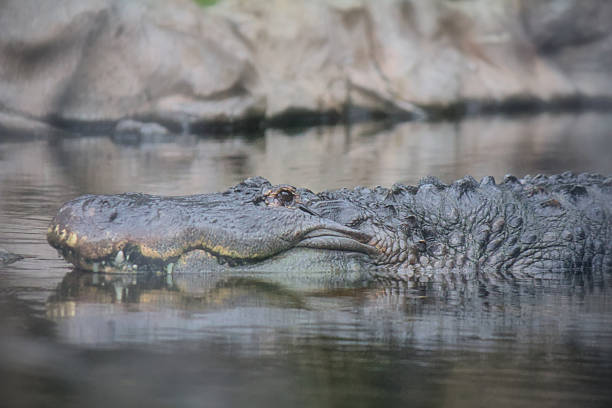 istock Crocodile head profile water reflection close up view, Loro Park, Tenerife, Spain 2212057830