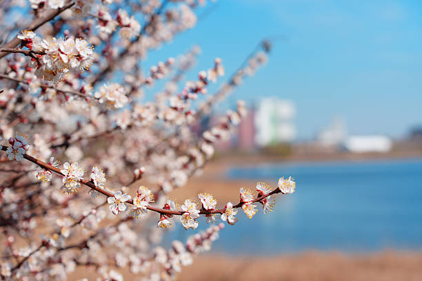 istock Delicate Cherry Blossom Branch in Spring by Tranquil Lake 2212058824