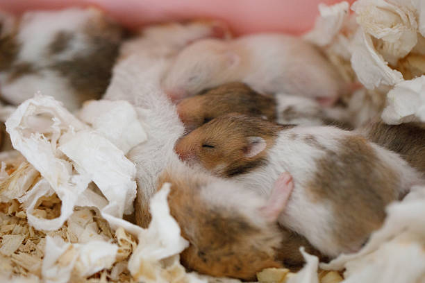 istock Syrian hamster baby hamster 10 days old 2212060191