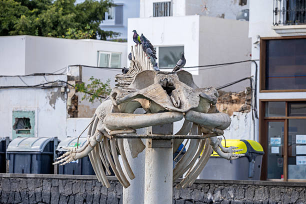 Arrecife, Lanzarote, Canary Islands, Spain - March 3rd 2025:  This striking image captures a group of pigeons resting on the skeletal remains of a Bryde's whale, which is displayed in Arrecife, a city on the island of Lanzarote in the Canary Islands. The whale skeleton is mounted on a pedestal in an urban setting, with buildings and waste containers visible in the background. The juxtaposition of the birds with the large marine mammal's bones creates a striking and unusual scene, highlighting the intersection of nature and urban life.
