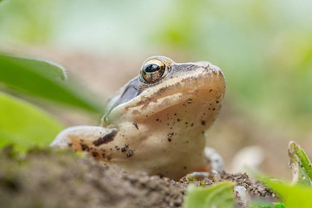 istock Close-Up of a Forest Frog Resting on the Ground 2212060663