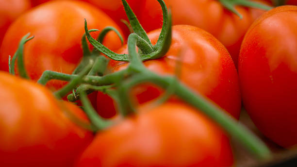 fresh ripe red tomatoes on the vine