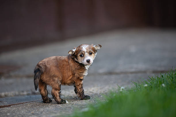 istock Shy Puppy with Taped Ears Standing on Concrete 2212060725