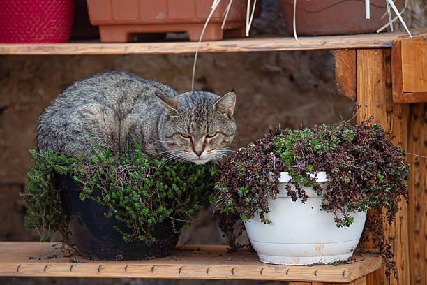 Cat in Flower Pot Looking Judgemental and Done with Everything