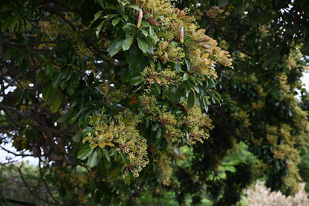 istock Machilus thunbergii flowers. Lauraceae evergreen tree. 2212061604