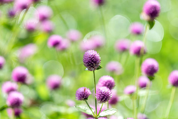 Purple flowers Allium Ambassador with bees