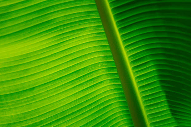 Greenery background, green color of nature plant and leaf environment greenery concept (Banana)