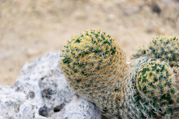 istock Cactus and Cactus flowers popular for decorative 2212062534