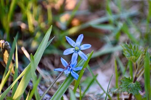 istock Siberian squill blooming in early spring 2212062700