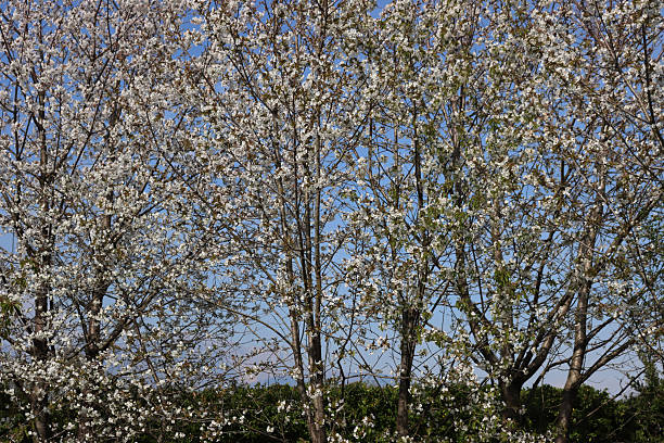 Cherry  trees in the garden with many white flowers on branches. Prunus avium on springtime in the garden