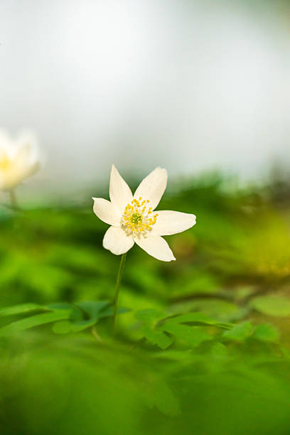 istock Wood anemone in bloom 2212064283