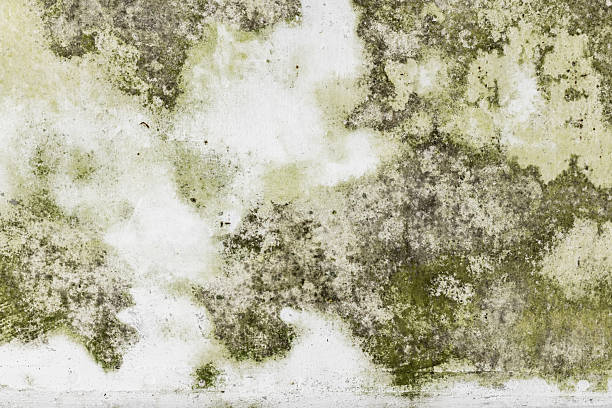 istock Textured wall surface featuring green and white tones with visible mold 2212065900