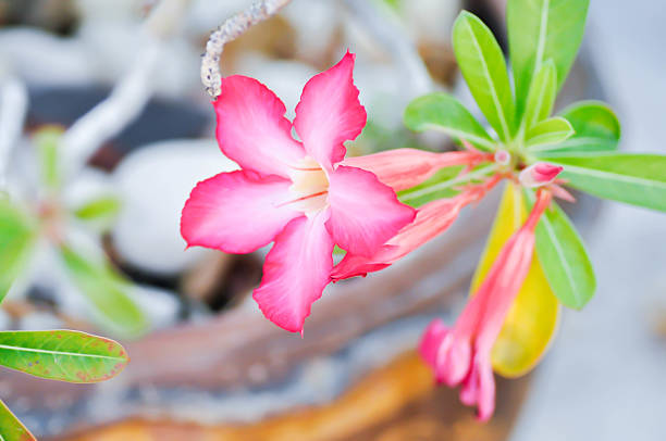 Desert rose, Impala lily or adenium obesum or pink flower