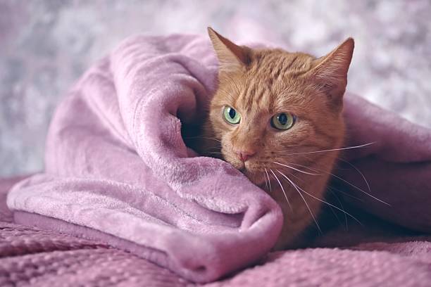 istock Funny orange cat hides under pink blanket. Horizontal image with selective focus. 2212069181