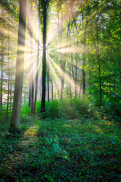 istock Sunny morning in the forest 2212070919