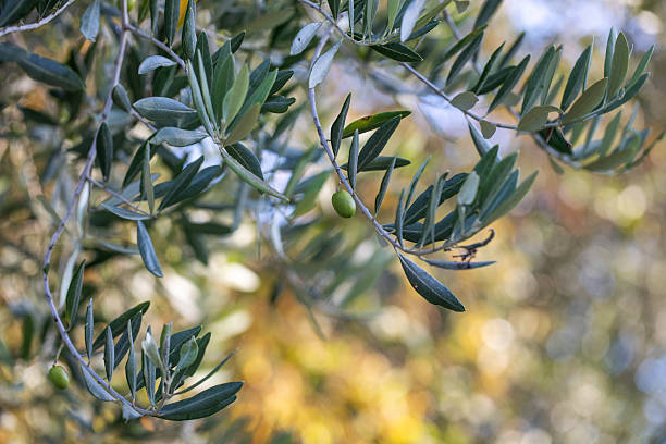 istock Olive tree branch with leaves in sunlight 2212071324