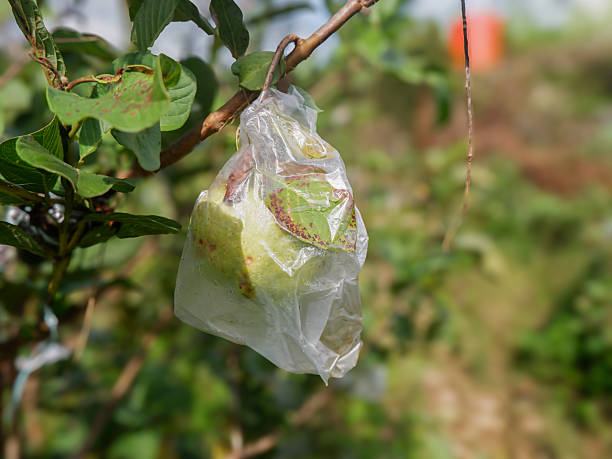 istock Guava fruit wrapped in plastic serves to protect against pests such as fruit flies 2212071860