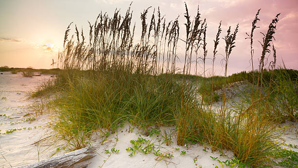 istock Beach Grass and Sand Dunes at Sunset on a Tranquil Coastline 2212073469