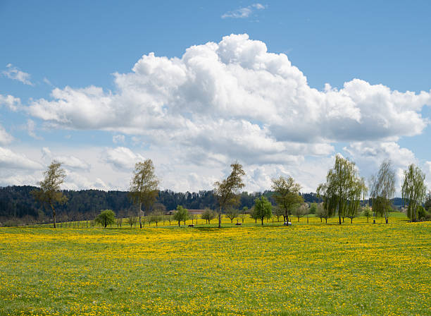 Agricultural field  with many dandelion seed heads in springtime.