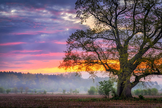 istock Old oak in the field during sunrise 2212076798