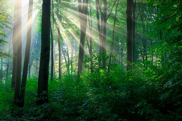 istock Sunny morning in the forest 2212077371