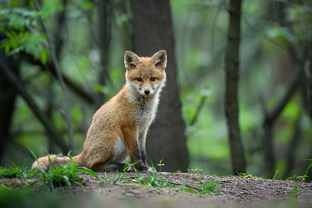 istock Cute young red fox in the forest ( Vulpes vulpes ) 2212077409