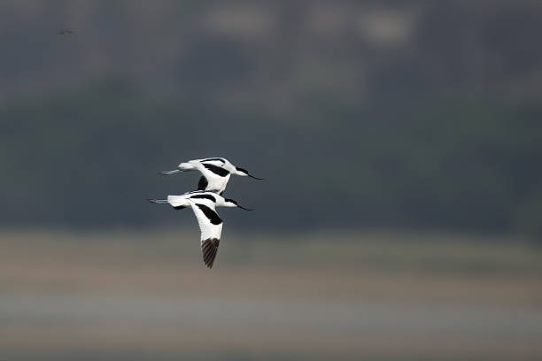 istock Two Pied avocet bird in flight 2212077996