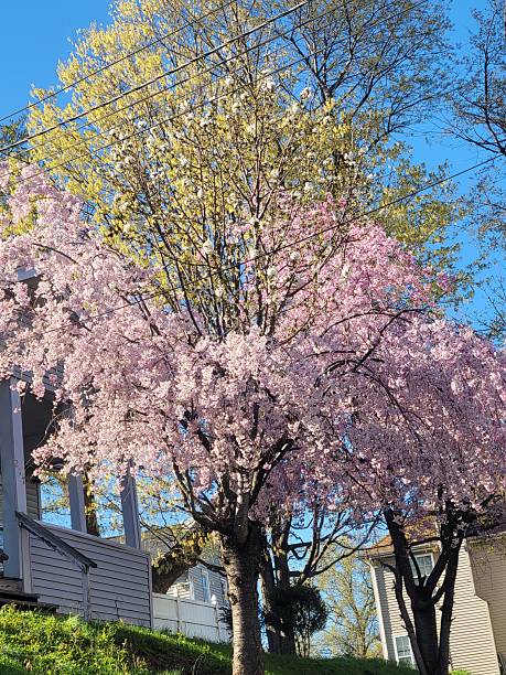 istock Green and pink flower tree 2212078248