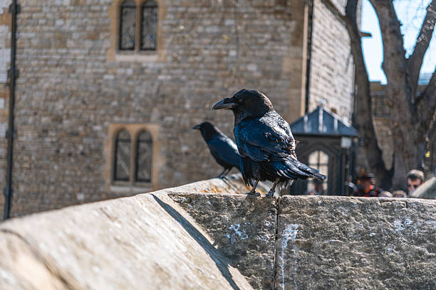 istock Ravens at Historic Tower of London 2212078460