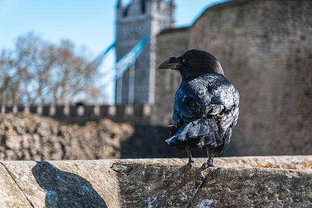 Ravens at Historic Tower of London